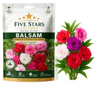 Balsam Flower Seeds, Gulmehendi, Pink, Red, Purple and White, Pack of 50, Annual, for Home Garden, Balcony and Pots